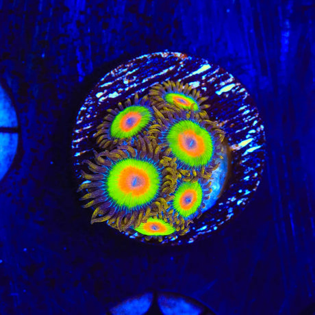 Rasta Zoanthids Coral