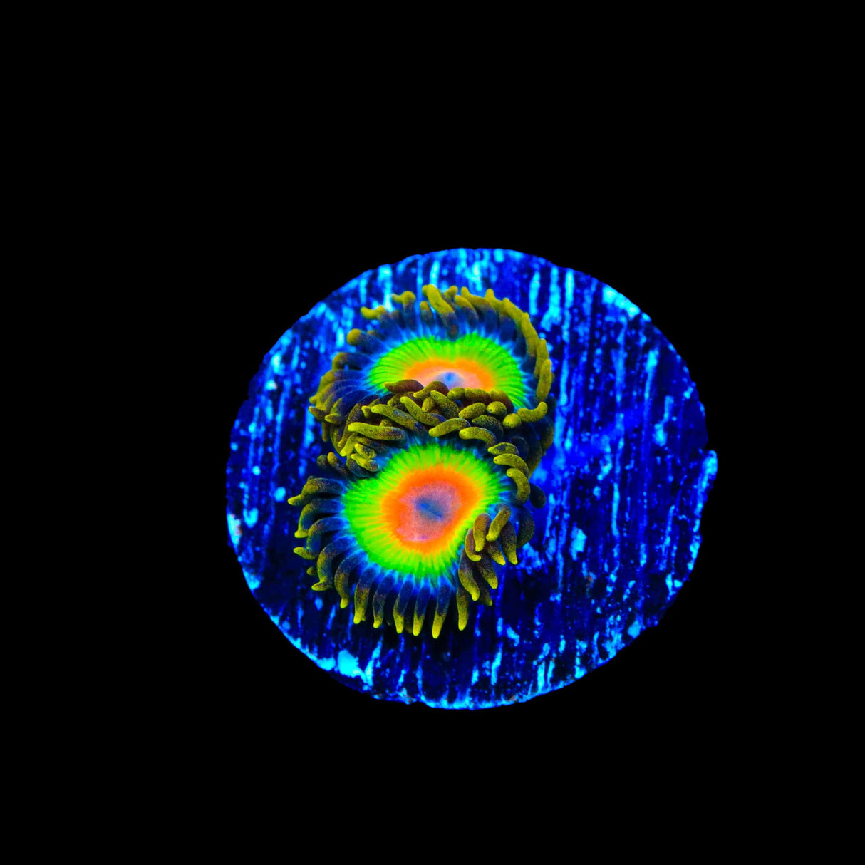 Rasta Zoanthids Coral