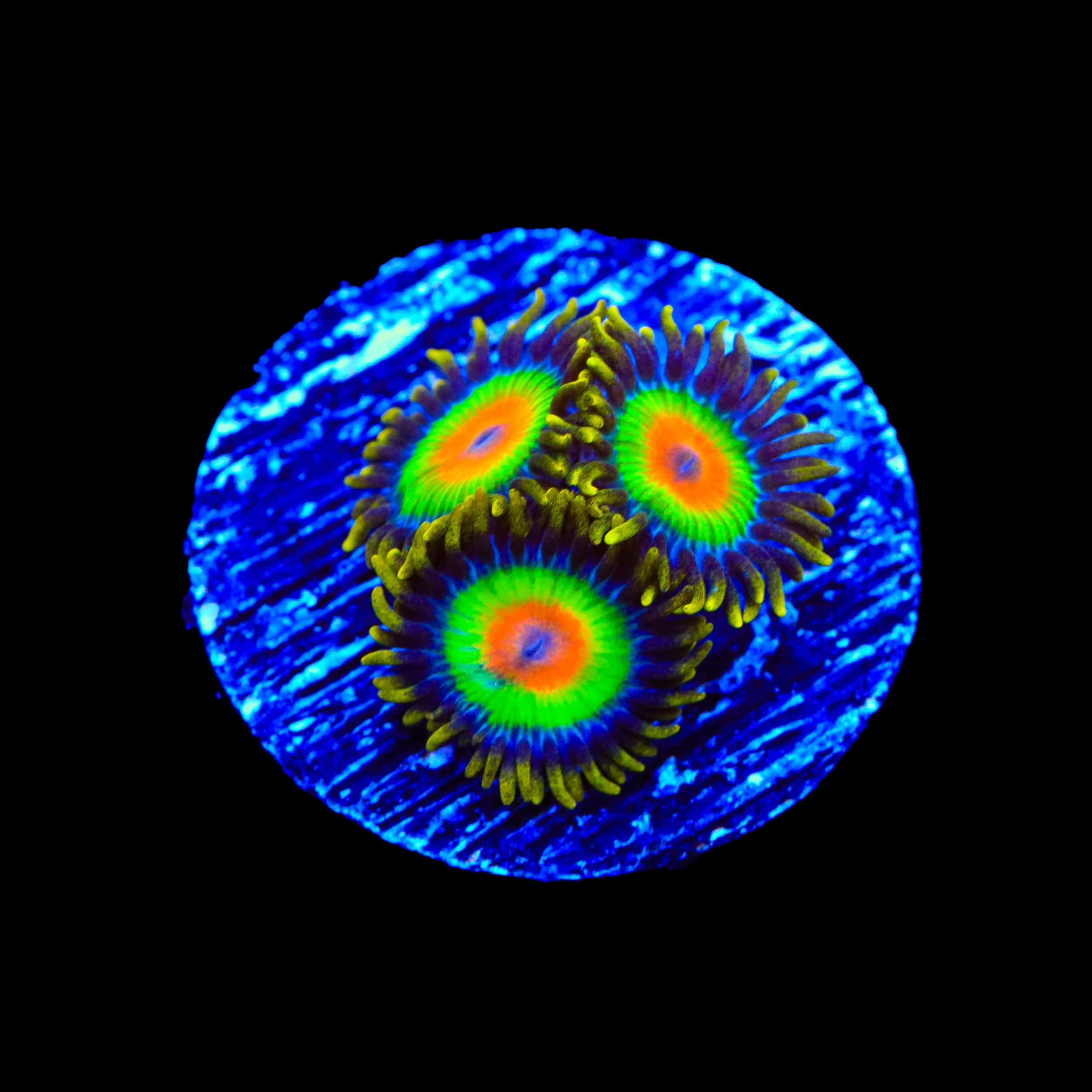 Rasta Zoanthids Coral