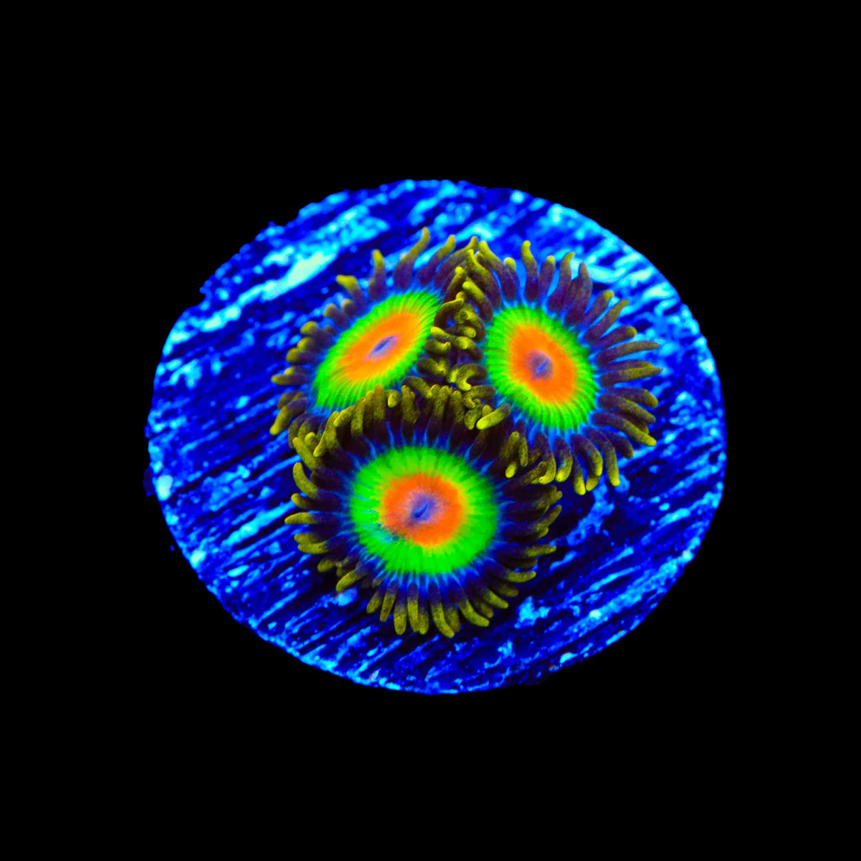 Rasta Zoanthids Coral