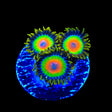 Rasta Zoanthids Coral