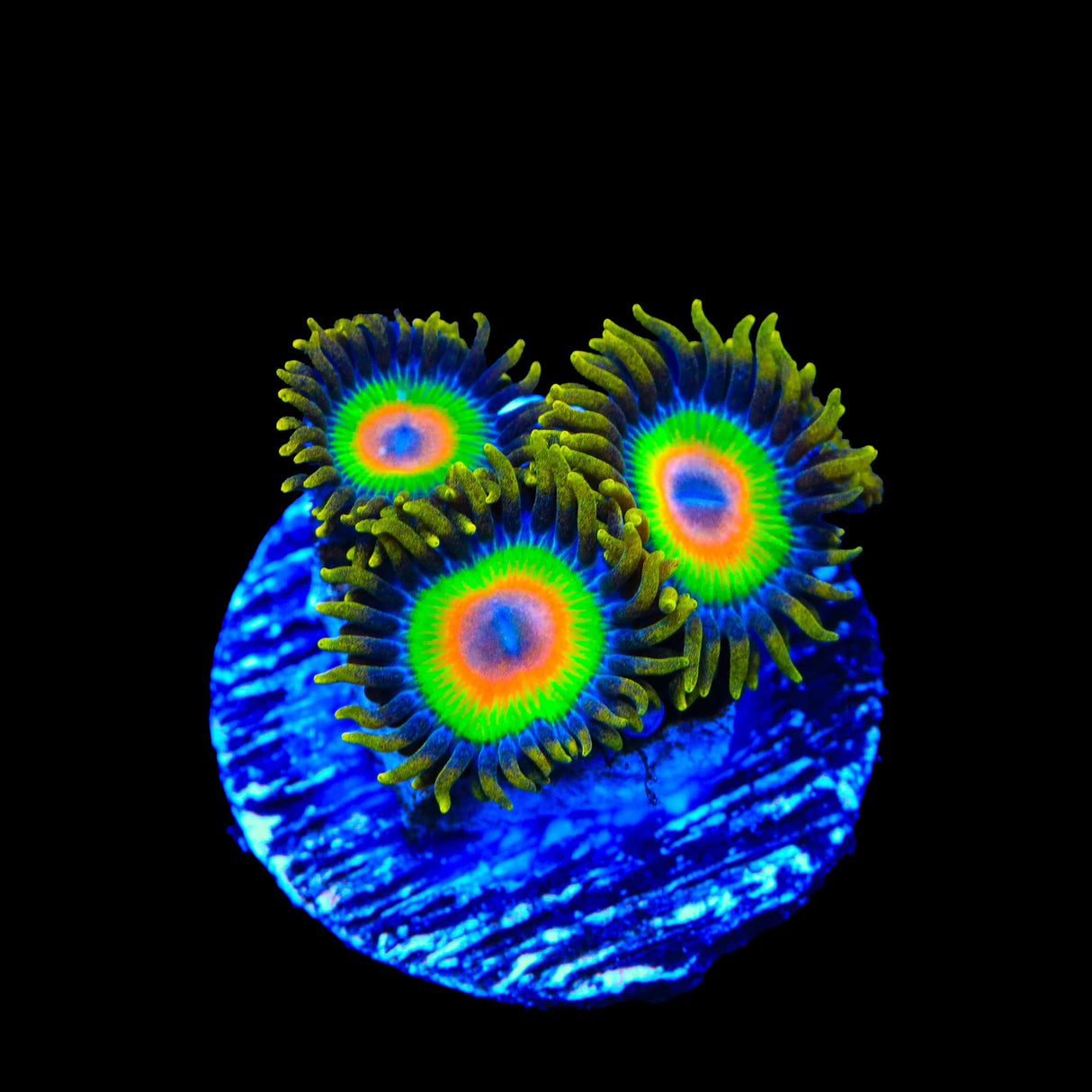 Rasta Zoanthids Coral