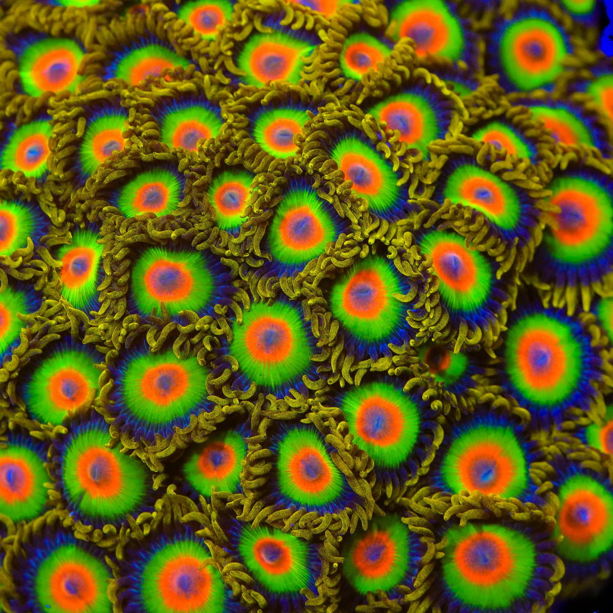 Rasta Zoanthids Coral