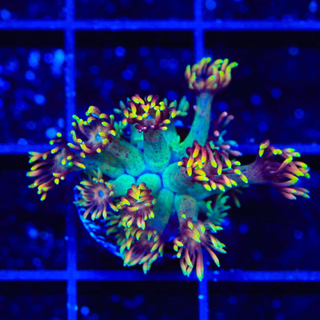 RC Mamba Goniopora Coral