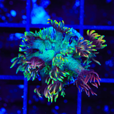 RC Mamba Goniopora Coral