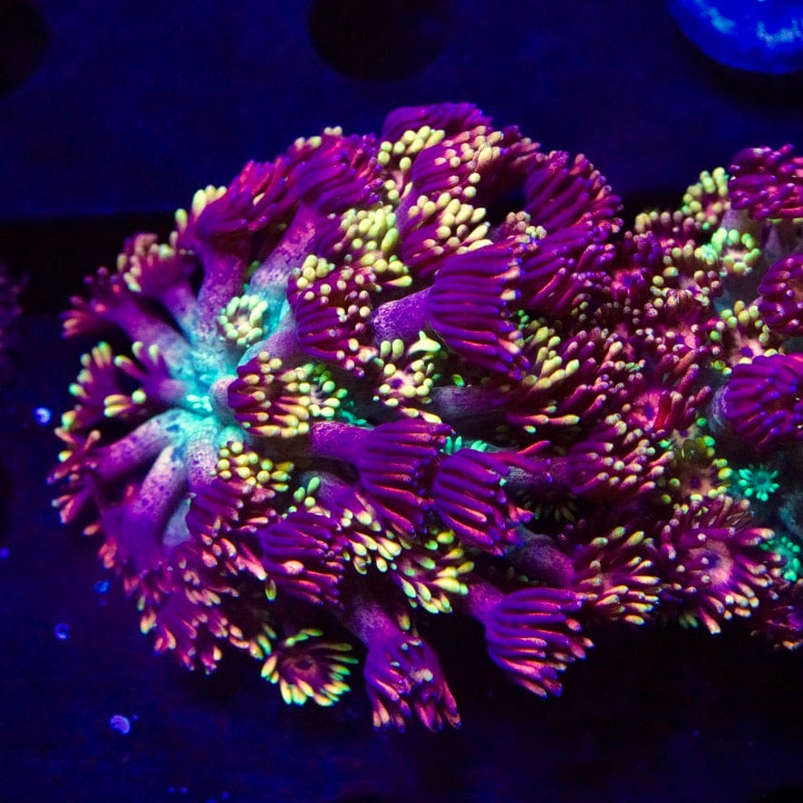 RCA Mamba Goniopora XL