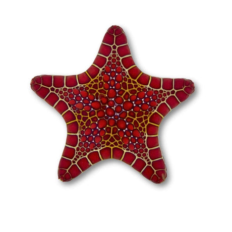 Red Biscuit Starfish – Asteroidea sp.