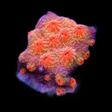 Red Brick Cyphastrea Coral