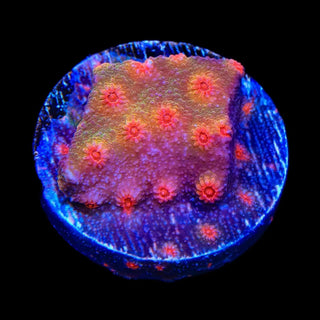 Red Brick Cyphastrea Coral