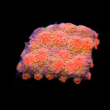 Red Brick Cyphastrea Coral