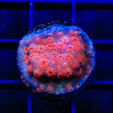 Red Brick Cyphastrea Coral