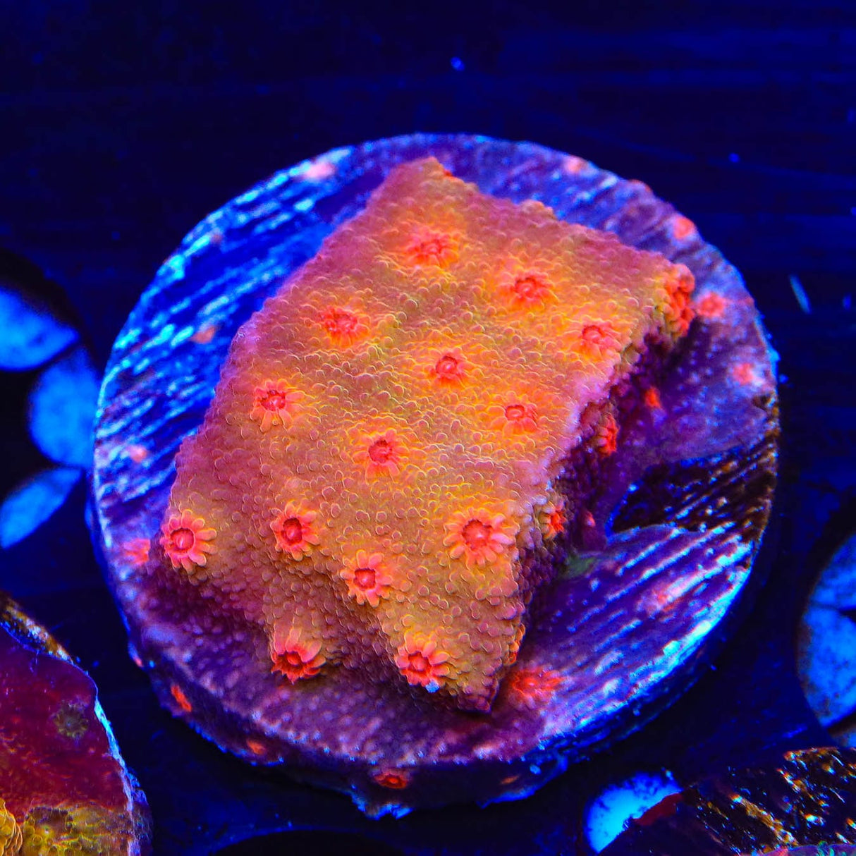 Red Brick Cyphastrea Coral