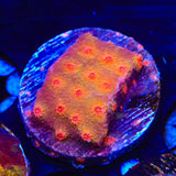 Red Brick Cyphastrea Coral