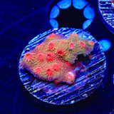 Red Brick Cyphastrea Coral