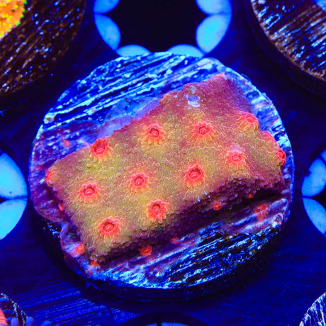 Red Brick Cyphastrea Coral