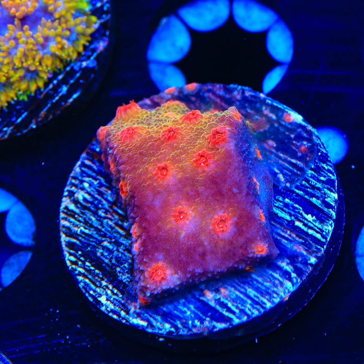 Red Brick Cyphastrea Coral