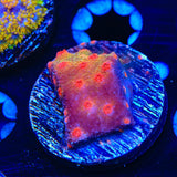 Red Brick Cyphastrea Coral