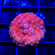 Red Brick Cyphastrea Coral