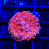 Red Brick Cyphastrea Coral