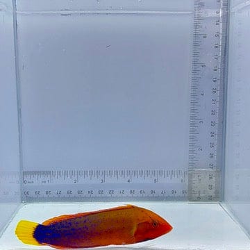 Red Coris Wrasse