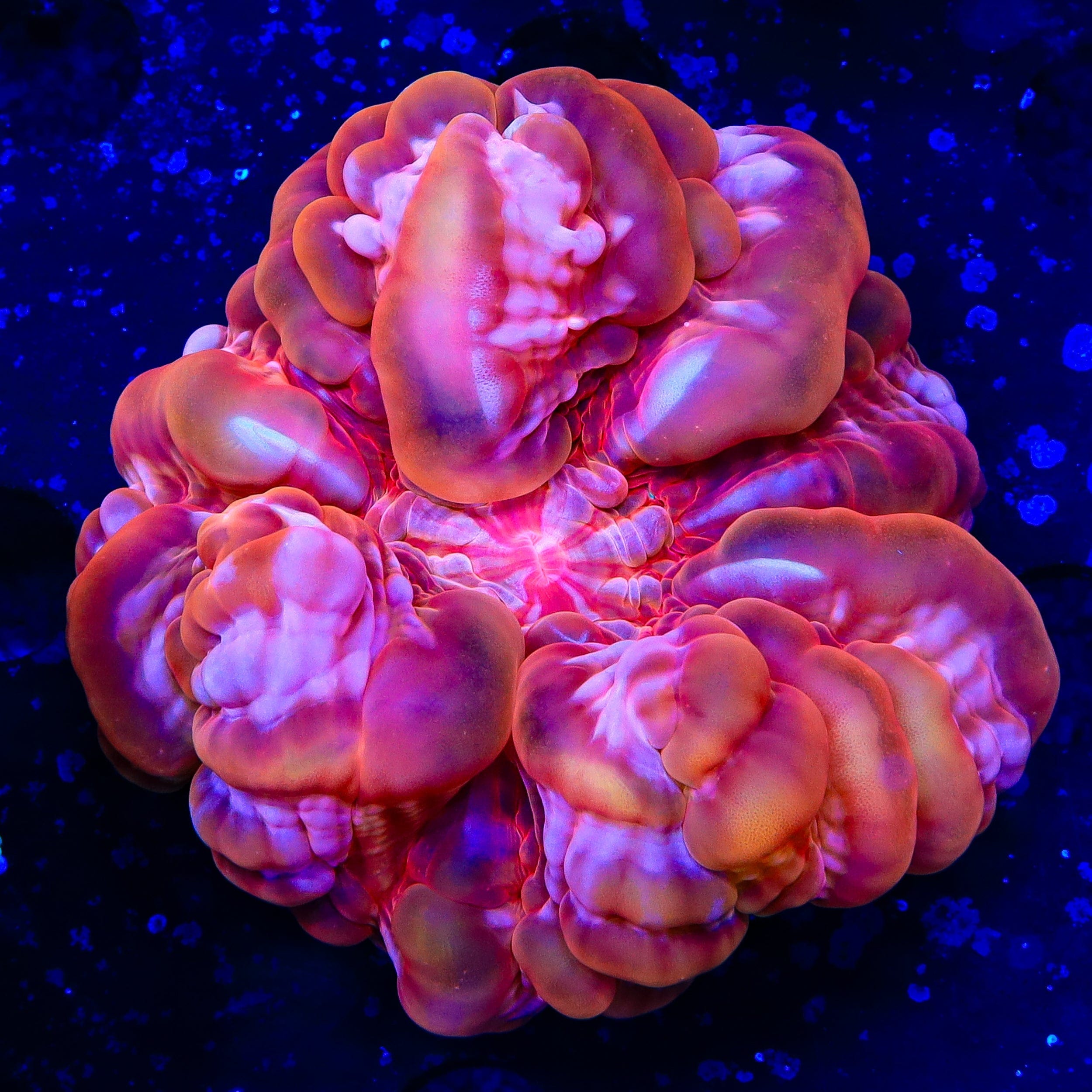 Red Cynarina Coral