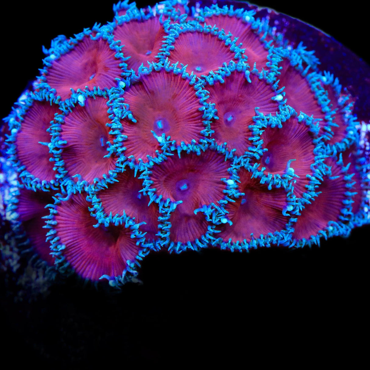 Red Death Palythoa Coral