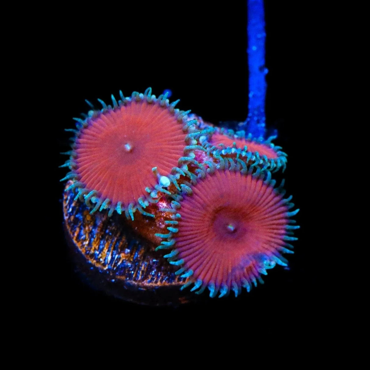 Red Death Palythoa Coral