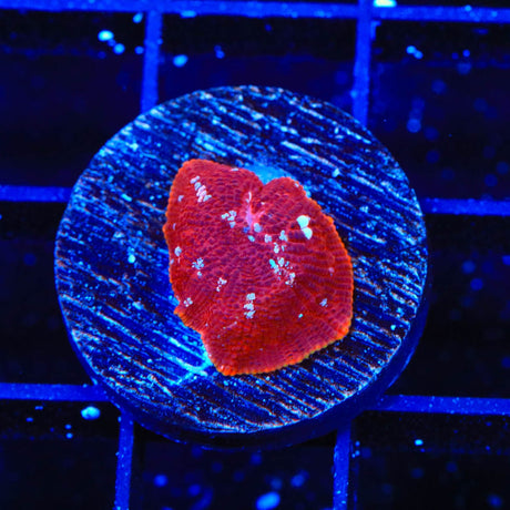 Red Devil Mushroom Coral