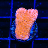 Red Diaseris Plate Coral
