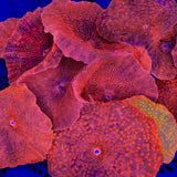 Red Discosoma Mushroom Coral
