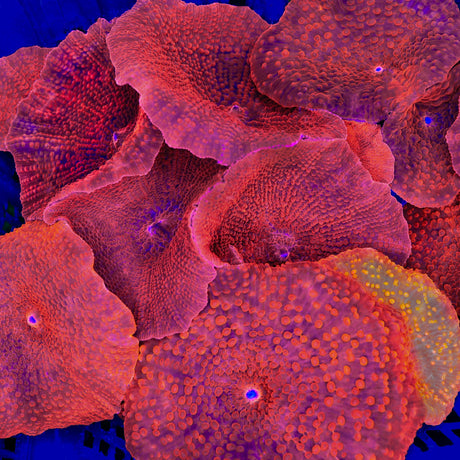 Red Discosoma Mushroom Coral