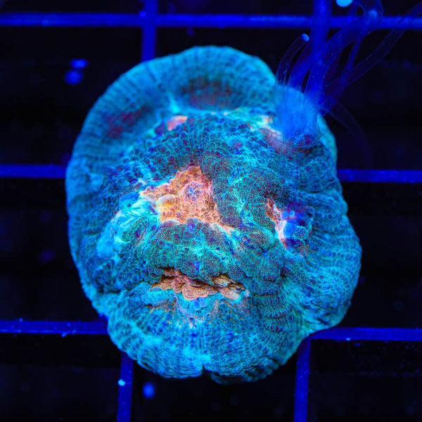 Red Eye Favia Coral