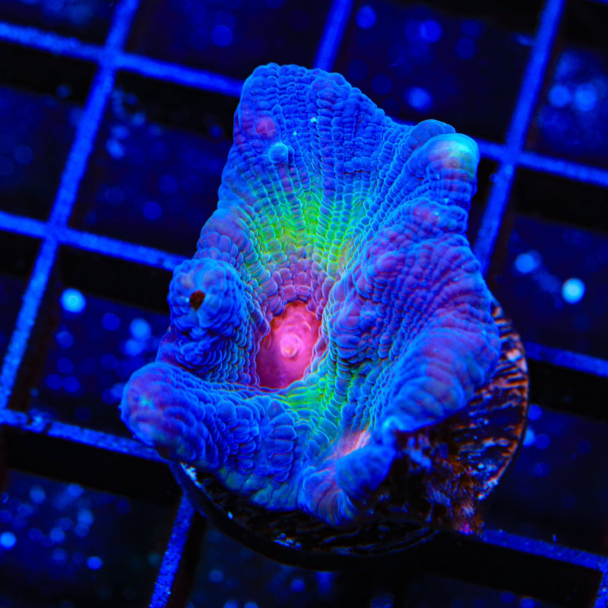 Red Eye Pectinia Coral