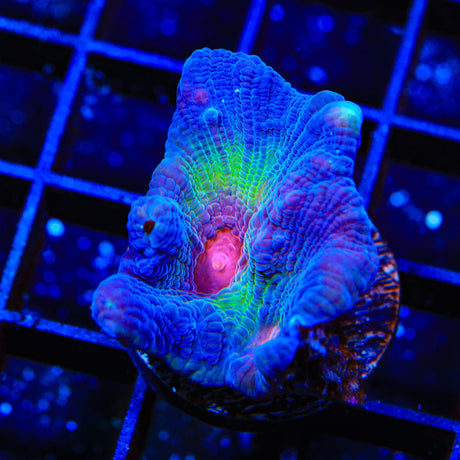 Red Eye Pectinia Coral