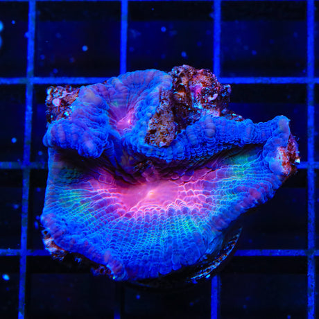 Red Eye Pectinia Coral