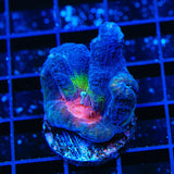 Red Eye Pectinia Coral