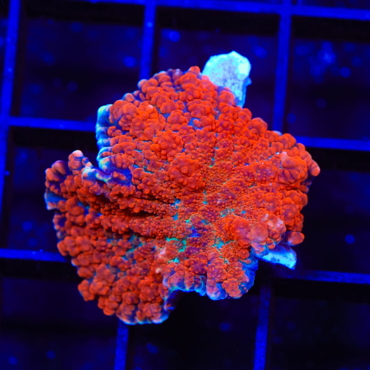 Red Field Mushroom Coral