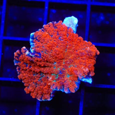 Red Field Mushroom Coral