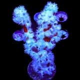 Red Finger Sponge Coral