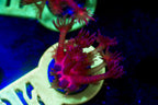 Red Glitter Goni