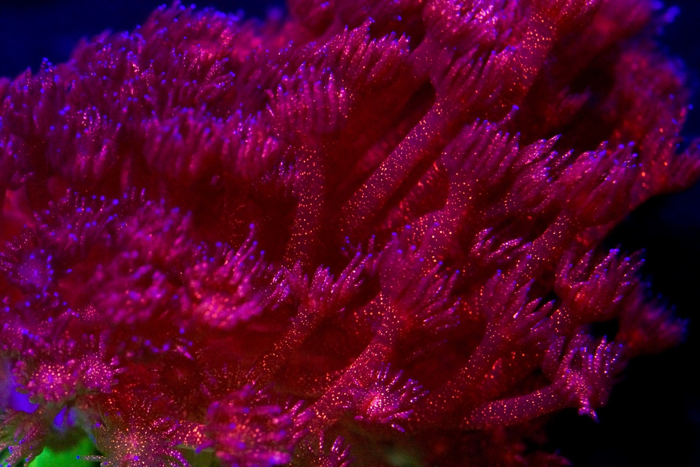 Red Glitter Goni