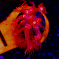 Red Glitter Goniopora Coral
