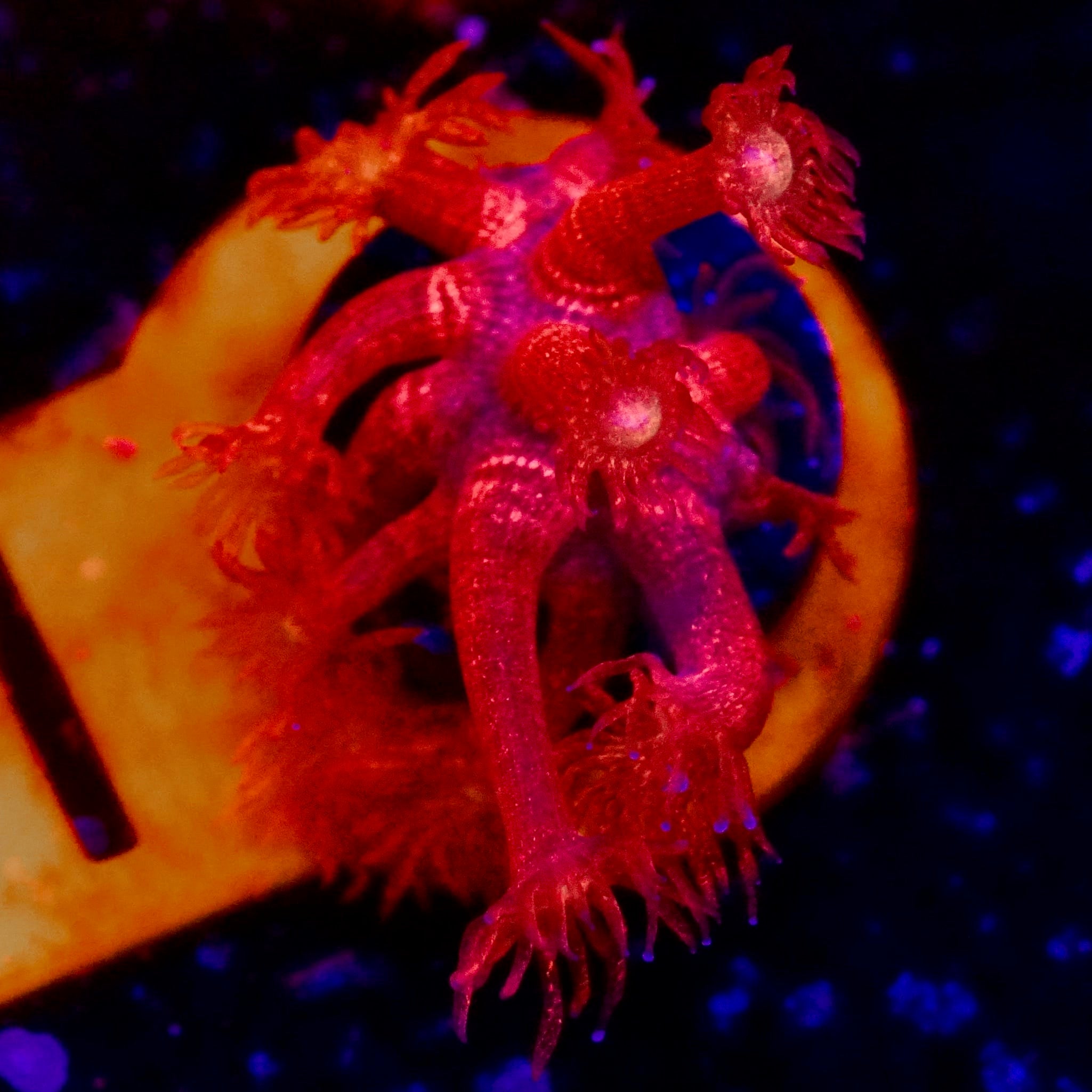 Red Glitter Goniopora Coral