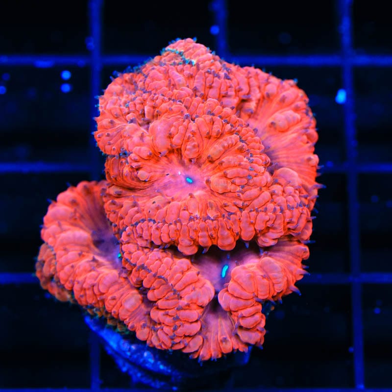 Red Hot Blastomussa Colony Coral