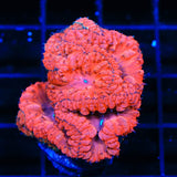 Red Hot Blastomussa Colony Coral