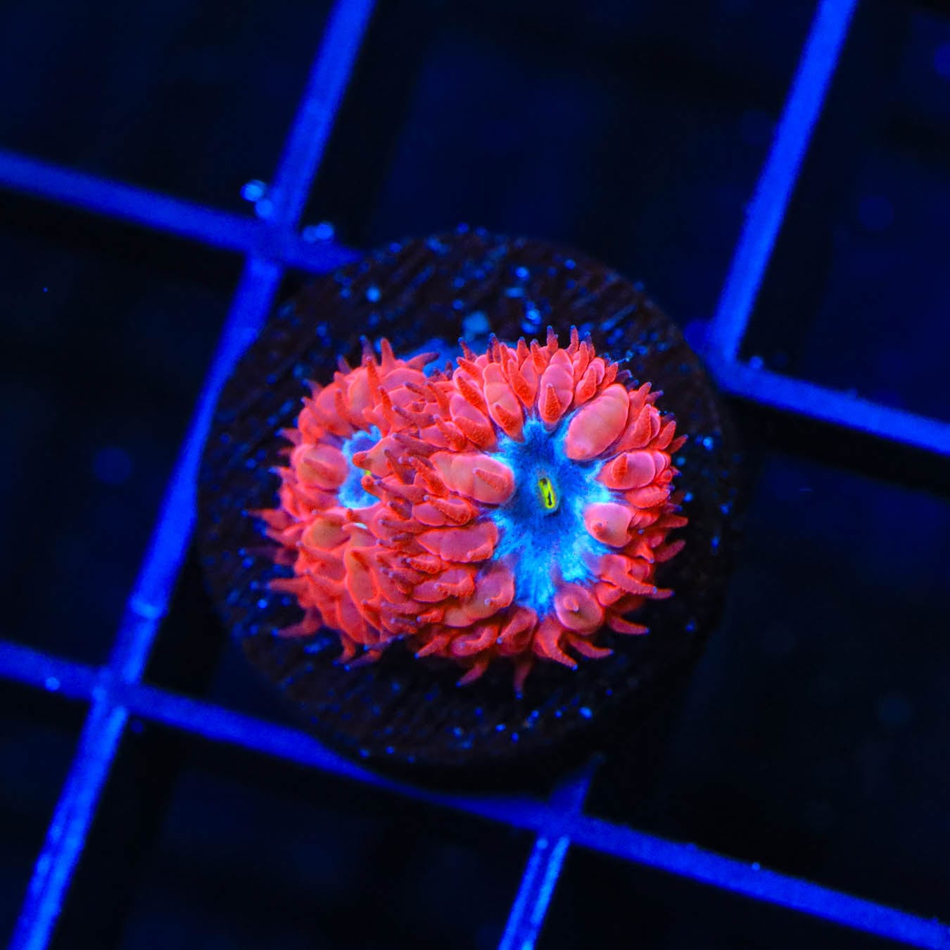 Red Hot Blastomussa Coral