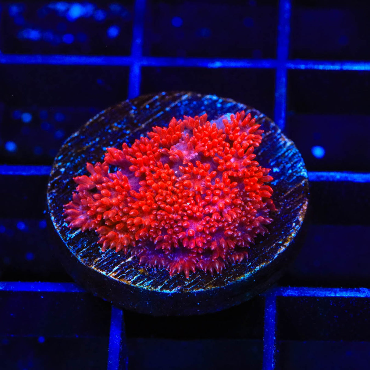 Red Hot Goniopora Coral