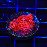 Red Hot Goniopora Coral