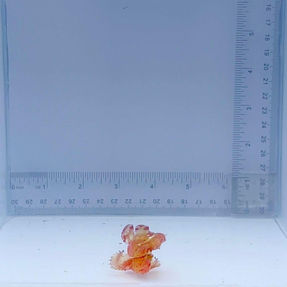 Red Leaf Fish