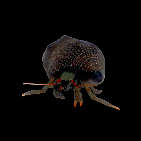 Red Leg Hermit (5 Pack) PreBF